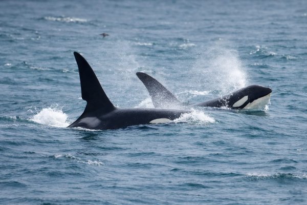 Orke su gospodari oceana, ali jedna ih životinja tjera u bijeg