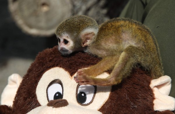 Majmunčič Punch rastopio svijet ljubavi prema plišanom orangutanu, danas slavi prvi rođendan