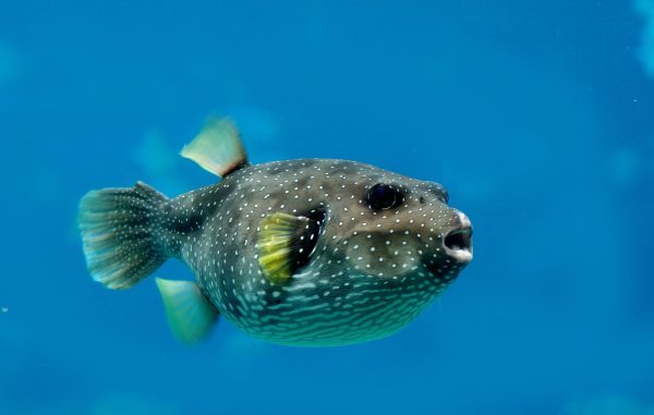 Mediteran su preplavile invazivne vrste. Neke mogu biti opasne za ljude