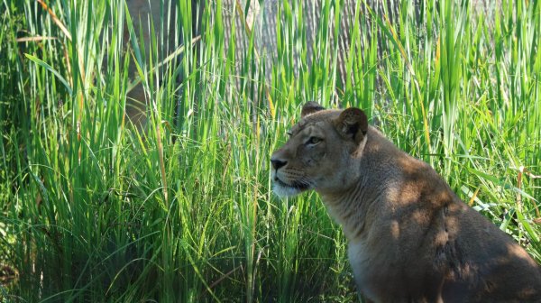 Lavica Tayri, ubijena od strane drugog lava u ZOO Zagreb