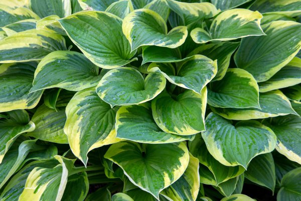 Hosta