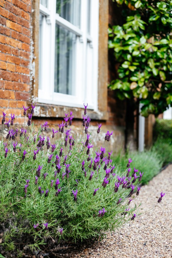 Lavanda