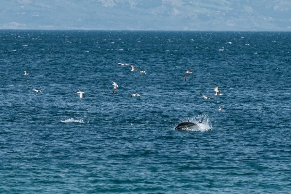 VIDEO Rijedak prizor u Puli: Tune iskakale iz mora svega nekoliko metara od plivača