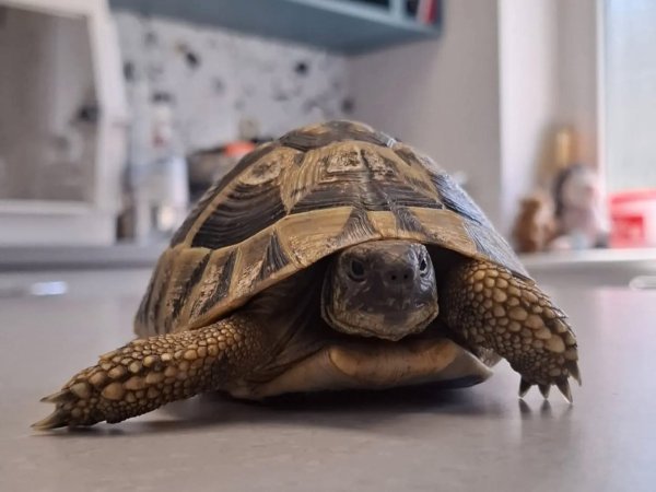 Zagrebački zoološki spašava životinje: Ove godine primili rekordni broj u svoje oporavilište