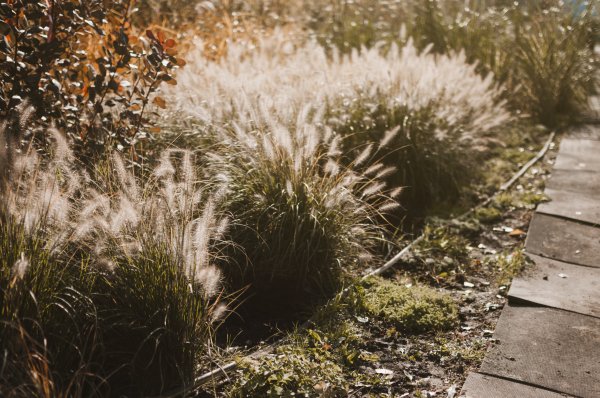 Stipa