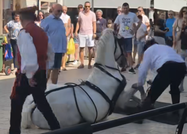 Snimka konja pred Sinjsku alku uzburkala javnost: Traži se zabrana  turističkih kočija