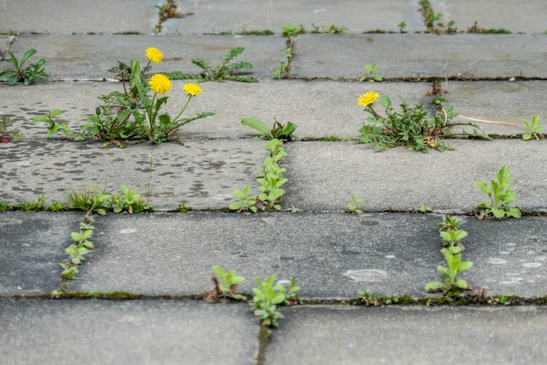 Već tri dana nakon tretmana primijetit ćete kako je korov posmeđio, uvenu i potpuno uginuo