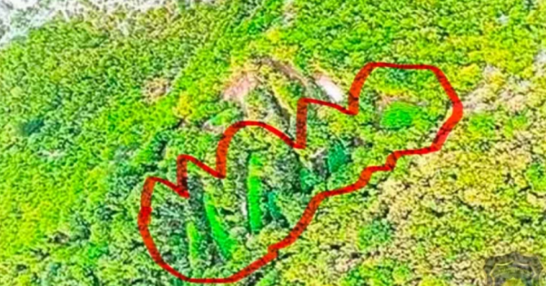 Otkrivene ogromne plantaže kanabisa u Hercegovini: Pogled iz zraka otkriva razmjere