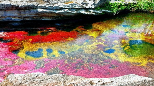 Caño Cristales