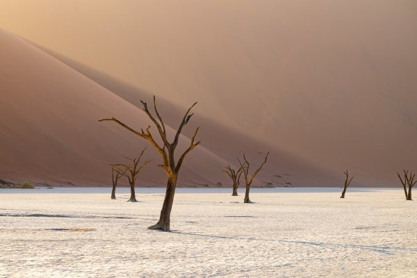 Dead Vlei
