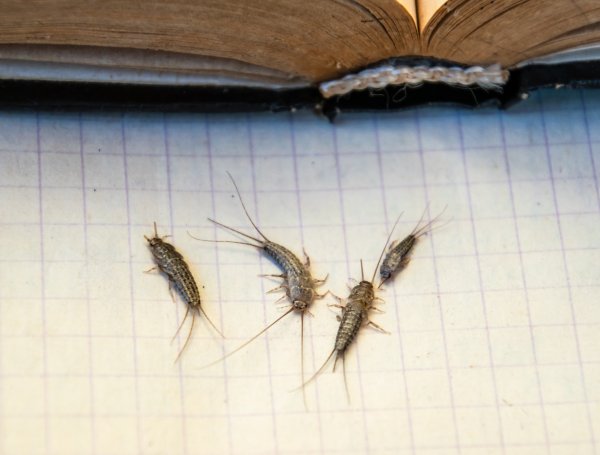 Srebrne ribice nisu opasne za ljude jer ne grizu, ne prenose bolesti niti su otrovne