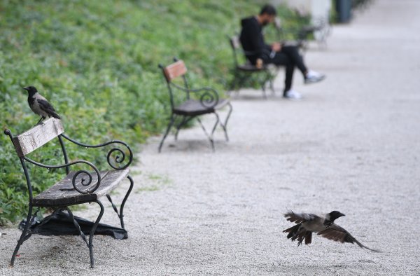 Virus Zapadnog Nila stigao u Zagreb, stručnjaci upozoravaju: 'Vrijeme je da se utvrdi koliko je raširen'