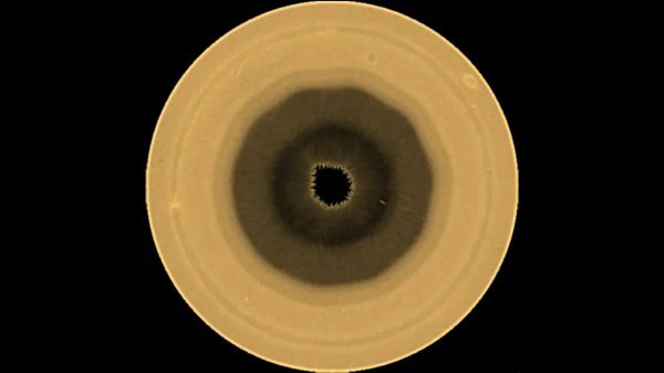 tportal