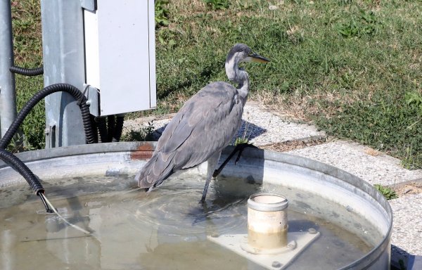 I čaplje se zanimaju za meteorologiju