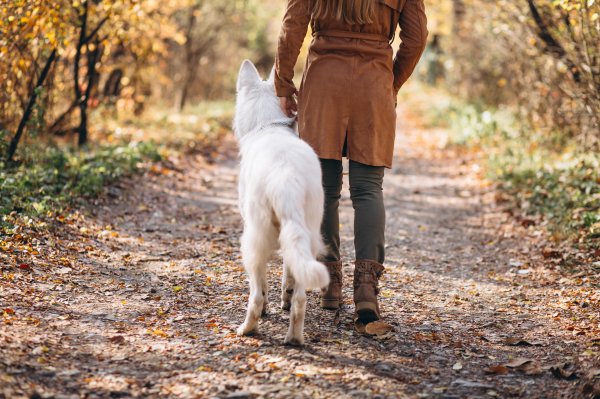 Ako nakon uboda primijetite otežano disanje, jako oticanje i slabost odmah kontaktirajte veterinara