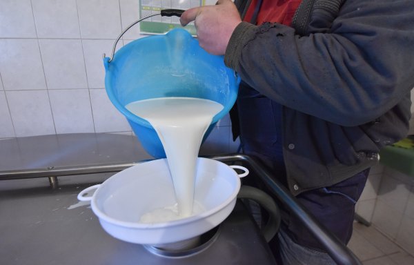 Proizvodnja mlijeka na OPG-ovima pala 4,5 posto, ali otkup snažno porastao
