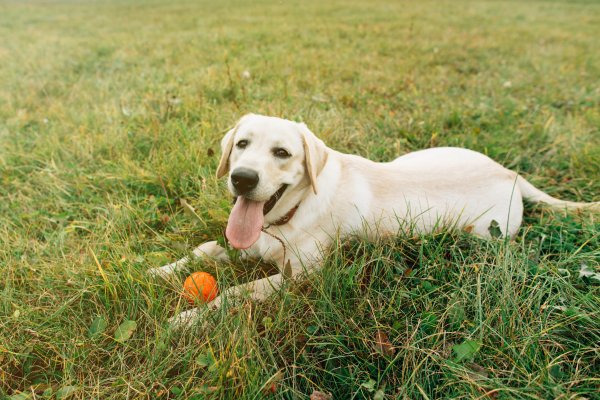 Labrador retriver