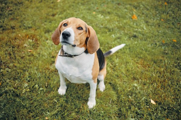 Beagle