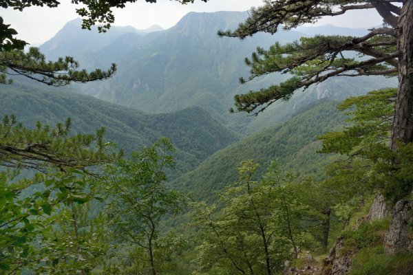 Najskrovitija europska šuma nalazi se u našem susjedstvu: U nju se ne može ući tek tako