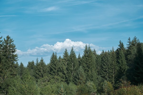 Ljudsko oko prirodno reagira na fraktalne uzorke u prirodi, čije promatranje smanjuje mentalnu napetost i potiče opuštanje