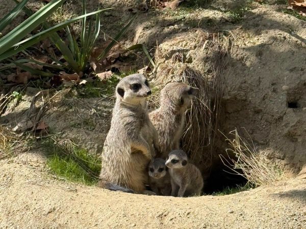 Veselje u zagrebačkom ZOO-u: Bogatiji su za dva mladunca merkata