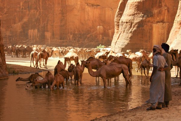 'Afrika: Dom divljine'