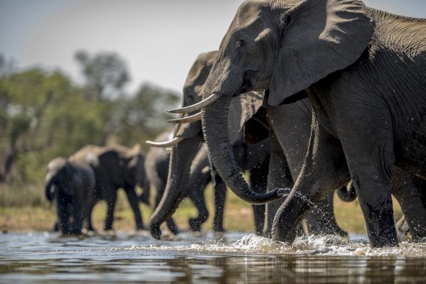 WWF upozorava: Populacije kralježnjaka u svijetu sve su manje