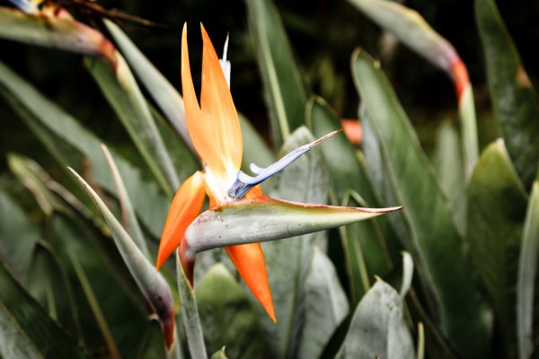 Ukras svakog doma: Rajska ptica (Strelitzia reginae)