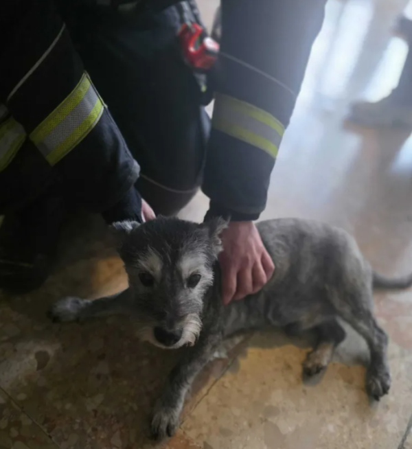 Pas Tor je spašen brzom intervencijom