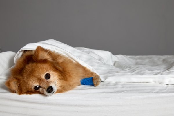 Kašalj, otežano disanje ili bezvoljnost razlog su za hitan odlazak veterinaru na testiranje na parazite