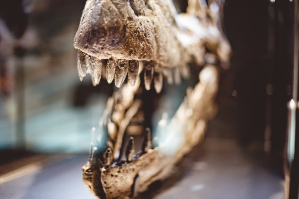 Gotovo 100 godina bio je zaboravljen u muzejskoj ladici, a onda je pomogao otkriti novog dinosaura