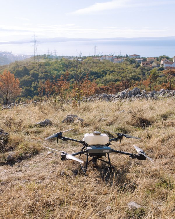 Dron prije sadnje