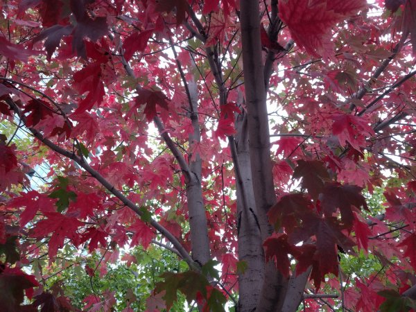 Liquidambar styraciflua