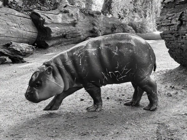 Tužna vijest iz zagrebačkog ZOO-a: Mladunče vodenkonja pronađeno mrtvo