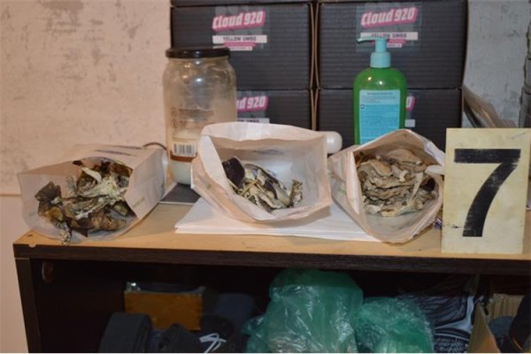 FOTO Pao diler i uzgajivač halucinogenih gljiva: Krao struju za ilegalni laboratorij