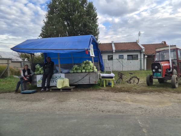 Futoški kupus, ponos Vojvodine i Srbije
