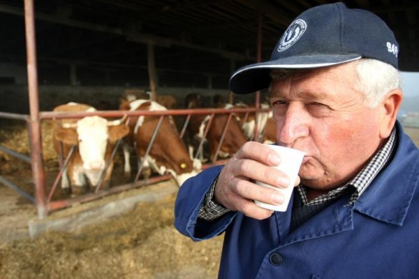 Antun Laslo odlučio je prodati svoje stado muznih krava