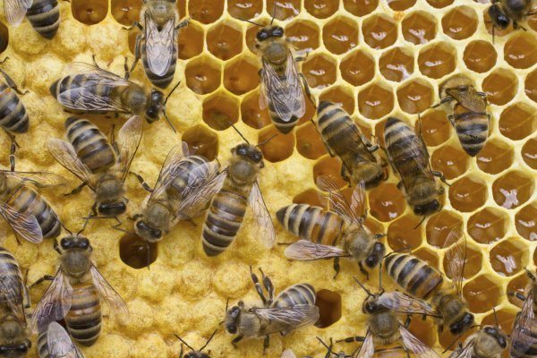 Udruga proizvođača Slavonskog meda iz Virovitice, pokrenula je nacionalni postupak zaštite naziva Slavonski med kao zaštićene oznake izvornosti 2015