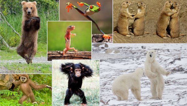 kolaž rasplesane životinje