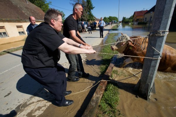 Nadbiskup Hranić pomaže izvući bika iz vode