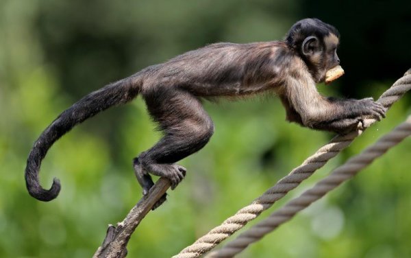 Životinje u Zoološkom vrtu  (1)