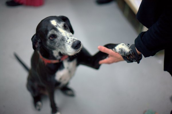 Foto: Sanjin Kaštelan