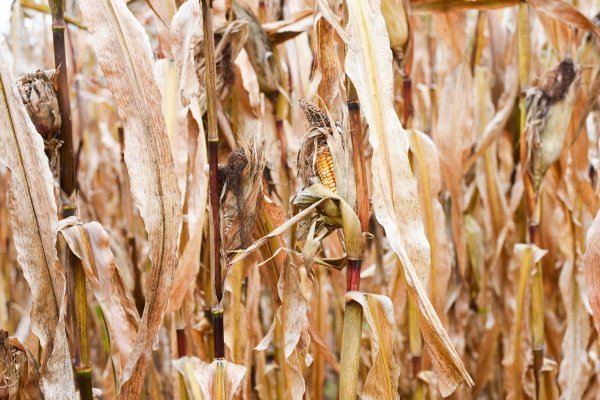 Afrička polja kukuruza sve više uništava nametnik sovica prizemljuša