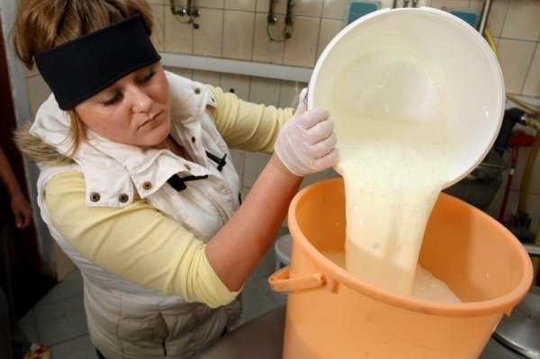 Od rujna će hrvatski proizvođači mlijeka znati otkupne cijene do godine dana unaprijed