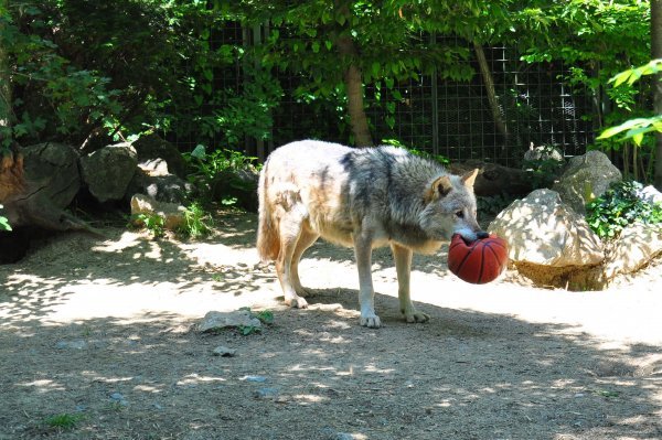 cibona.com