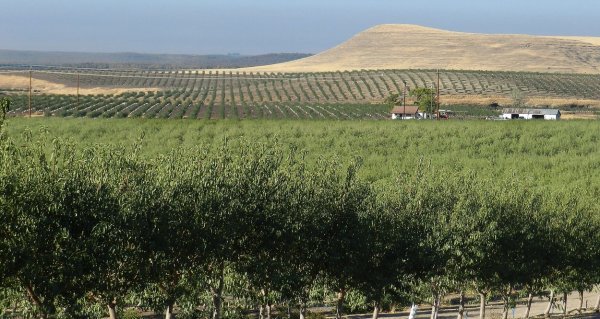 Jedna od brojnih plantaža badema u Kaliforniji  