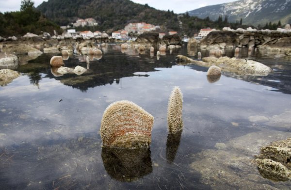 Velika oseka otkrila je periske u Malostonskom zaljevu