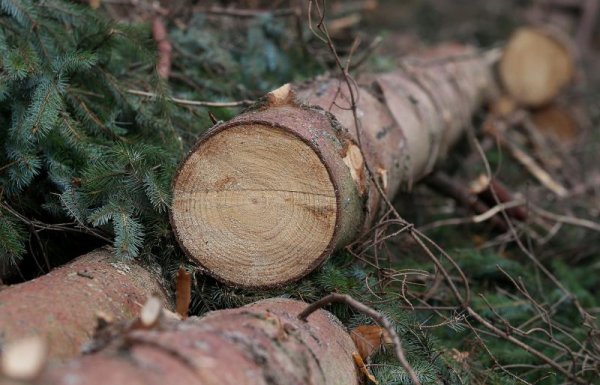 Srušena stabla u parku prirode Medvednica (1)