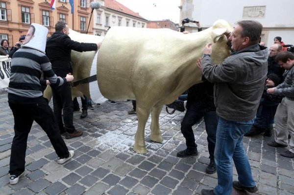 Performans Ubijate kravu radi šnicle (10)