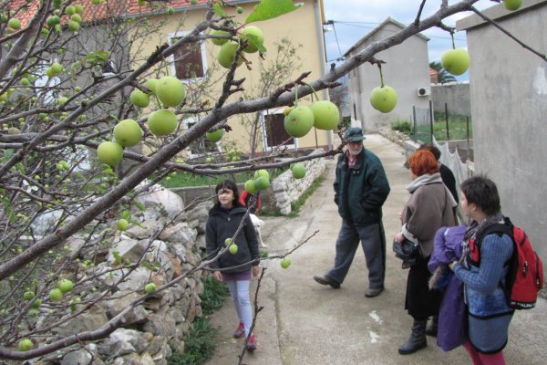 U Sućurju na Hvaru procvala je šljiva
